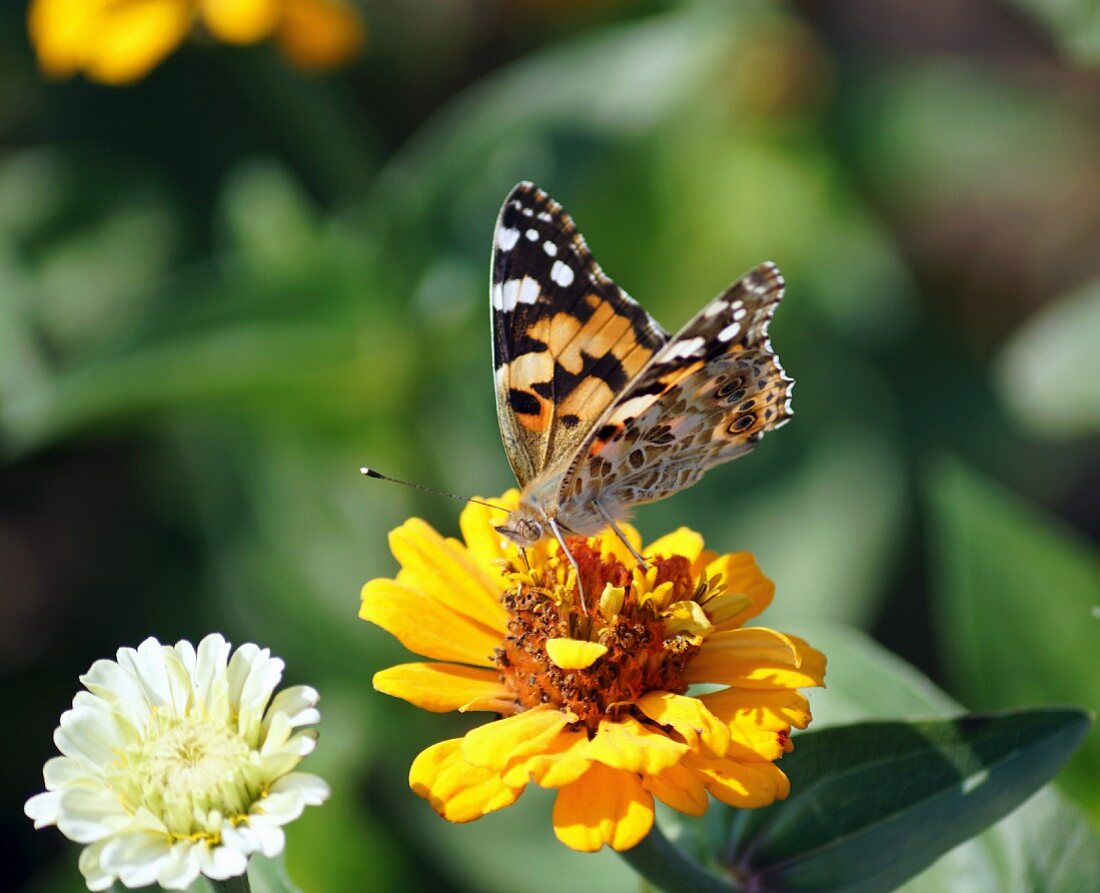 Butterfly on zinnia