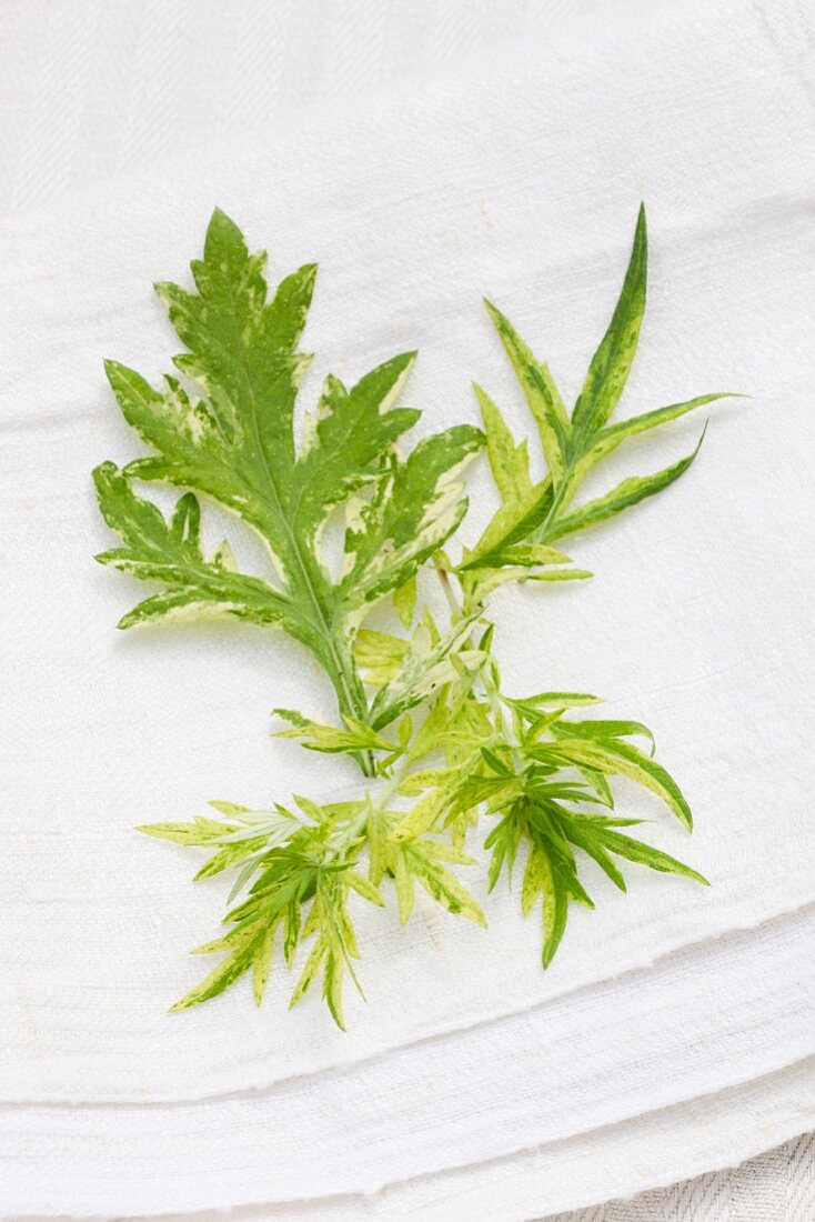 Mugwort (artemisia vulgaris) on a linen cloth outside