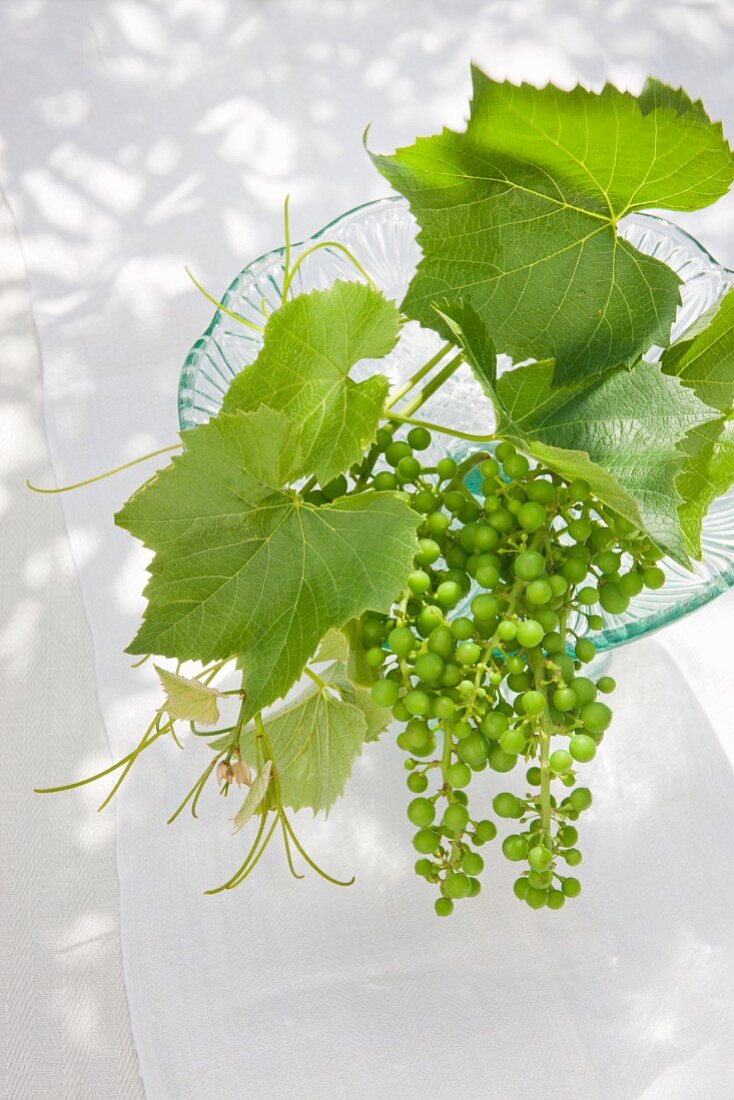 Weinblätter und grüne unreife Weintrauben als Tischschmuck auf Glasetagere im Freien