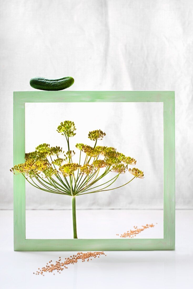 An arrangement of fresh gherkins, a green wooden frame, dill flowers, mustard seeds and a linen cloth