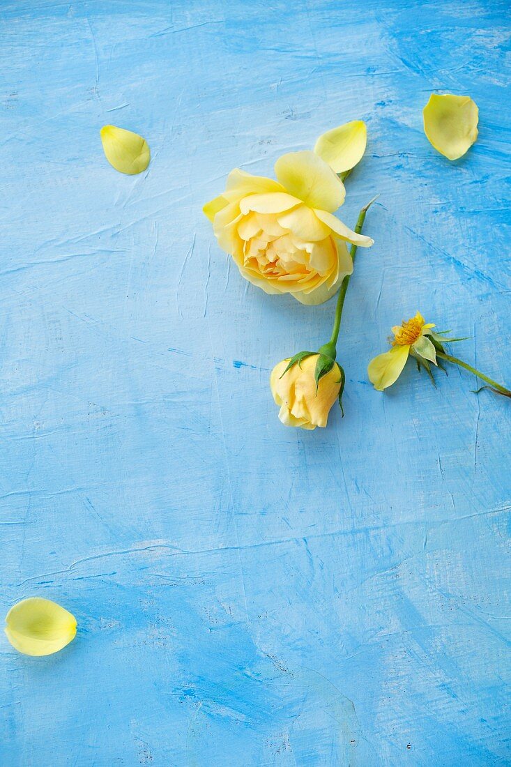 Gelbe Rosen auf hellblauem Untergrund