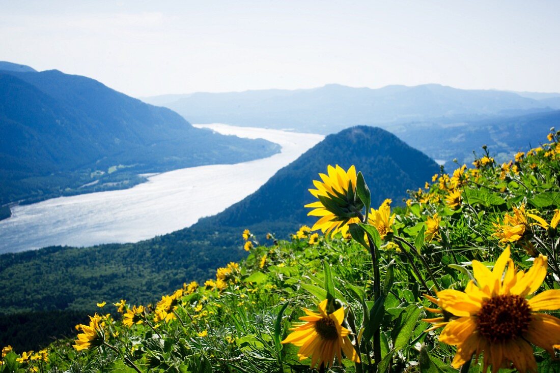 Gelbe Sonnenblumen auf einem Hügel über dem Columbia River, Washington, USA