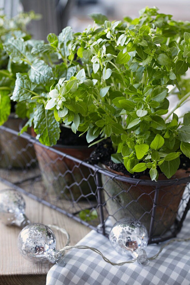 Pots of fresh herbs in a wire basket