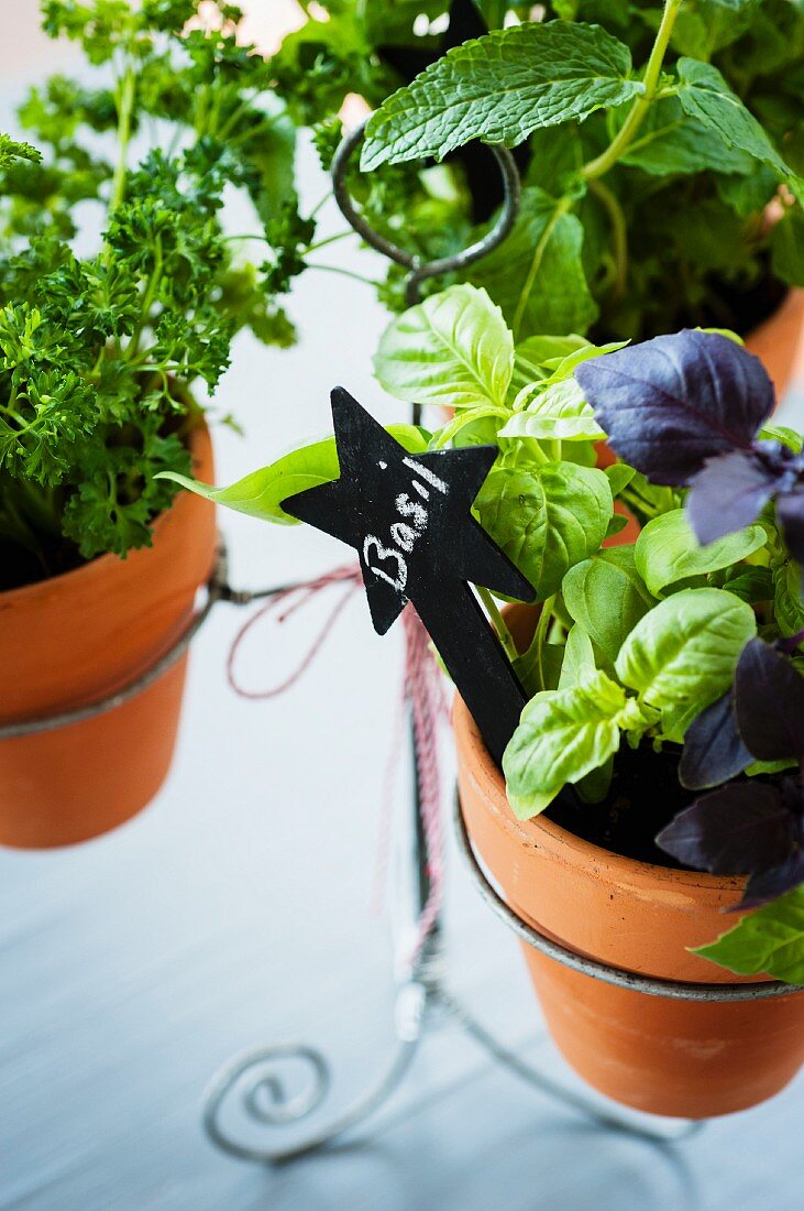 Herbs in terracotta pots