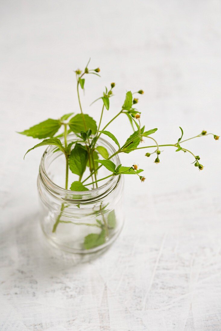 Quickweed in a jar