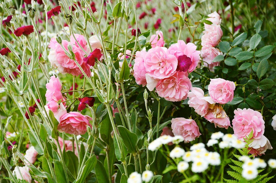 Rosen, Margeriten und Nelken im Garten