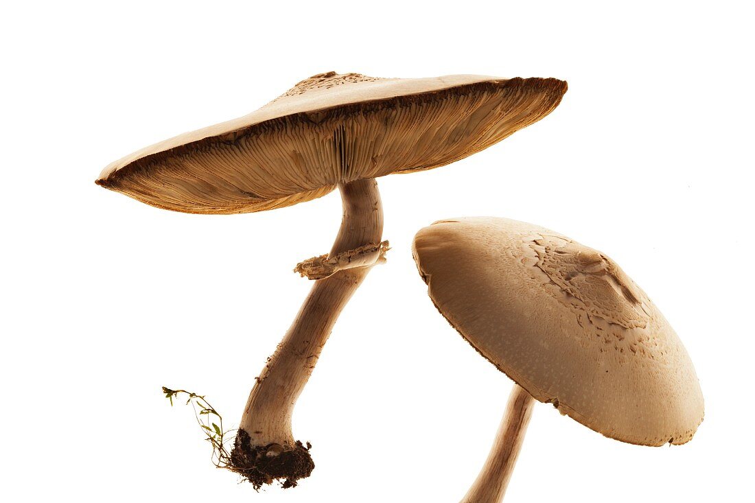 Two fresh Portobello mushrooms