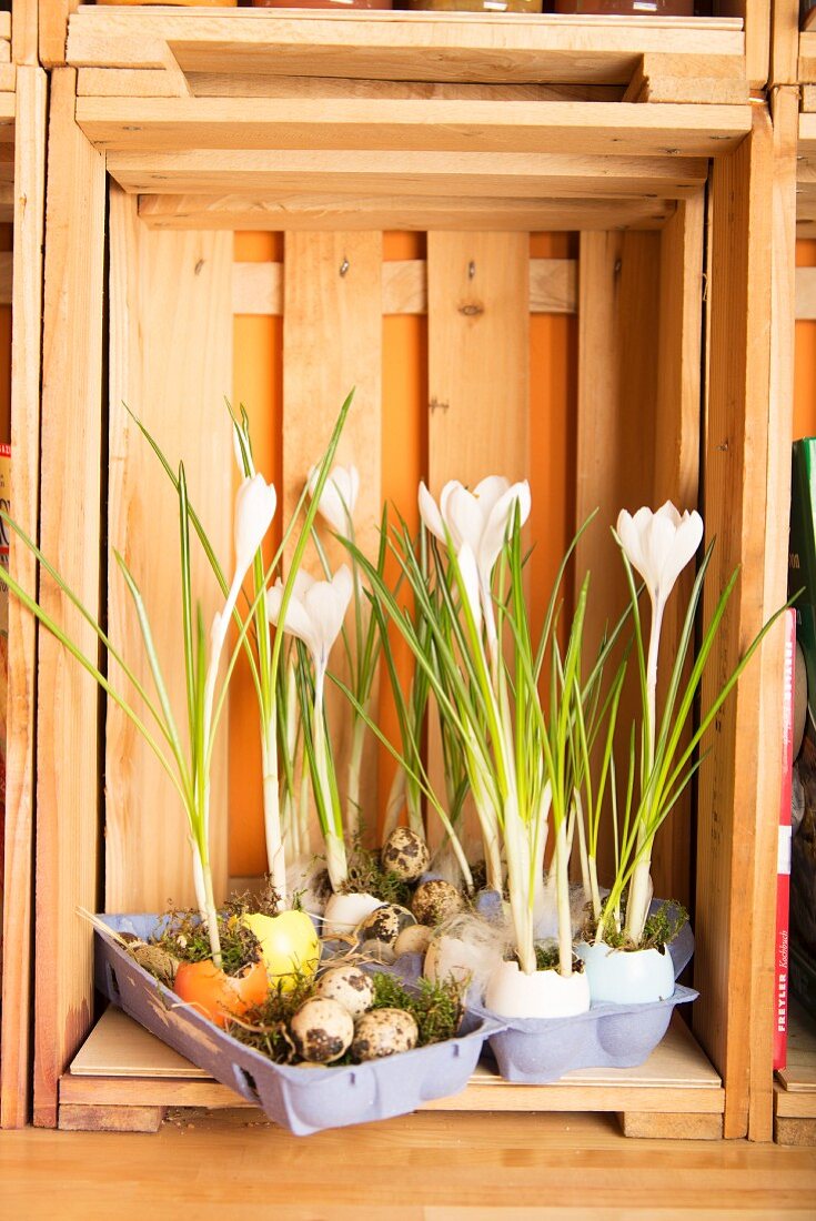 Egg box and egg shells used as planter for crocuses