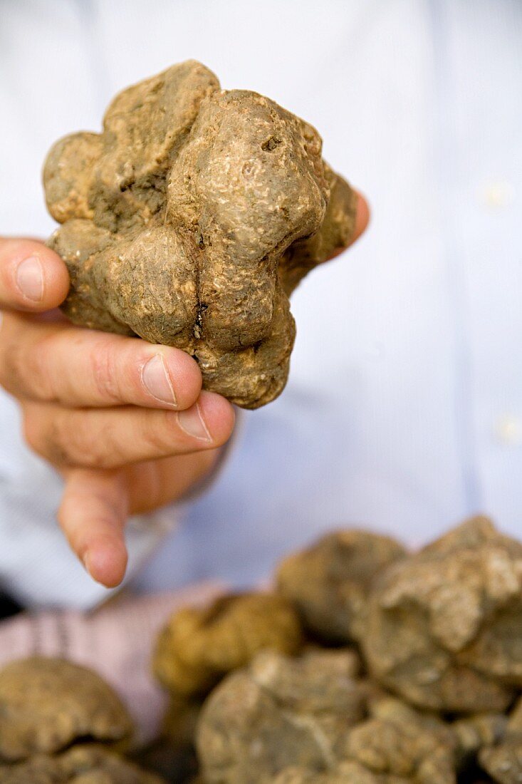 White truffles