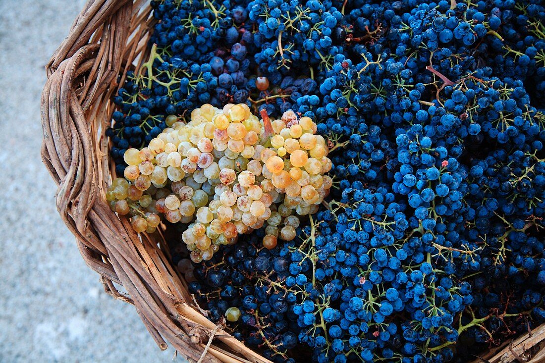Weintrauben in einem großen Weidenkorb