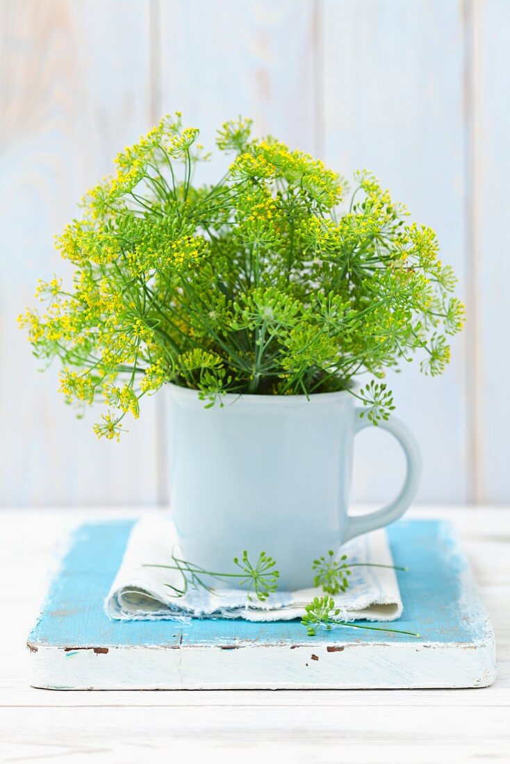 Fresh, flowering dill in a mug