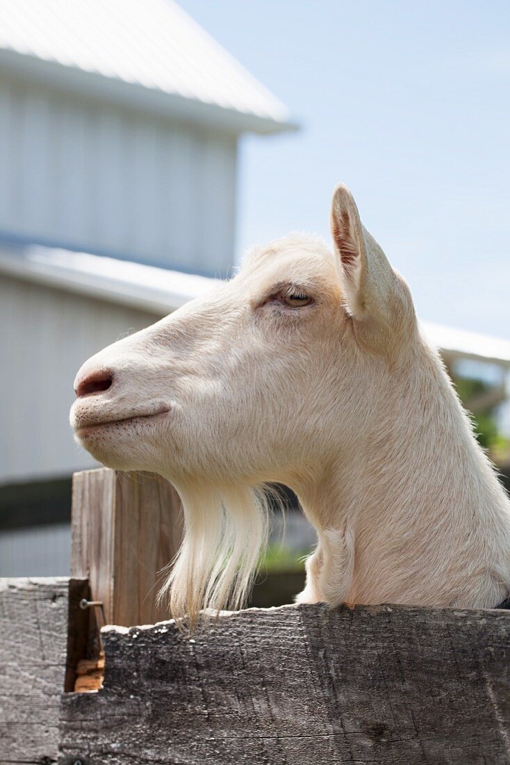 A goat in an enclosure on a farm