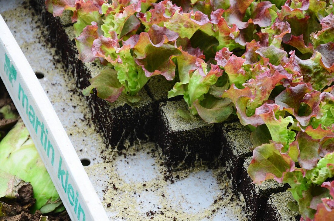 Lollo Rosso salad seedlings in a crate