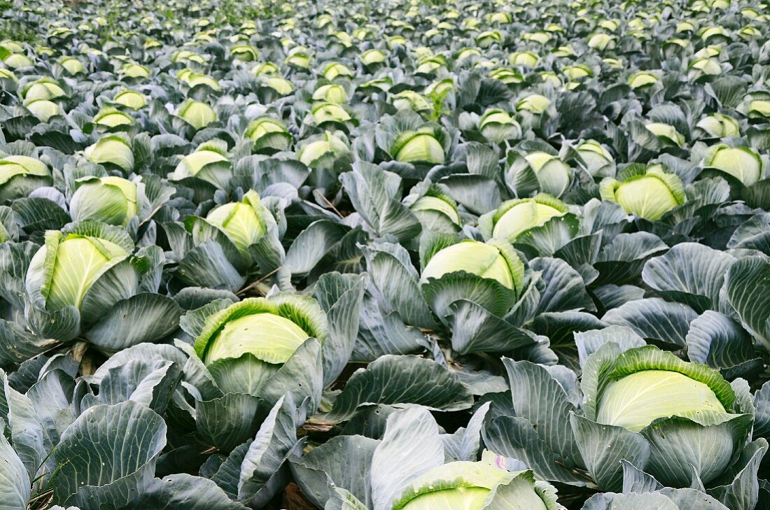 White cabbages in a field