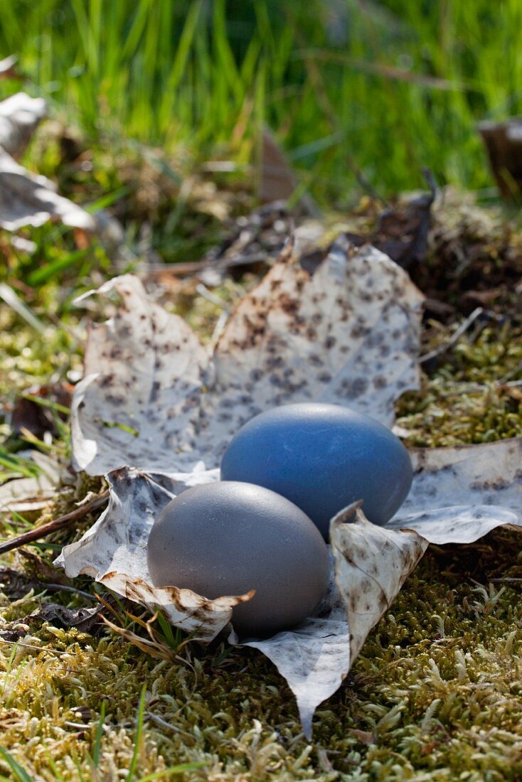 Two eggs dyed using dried bilberries on dry sycamore leaf