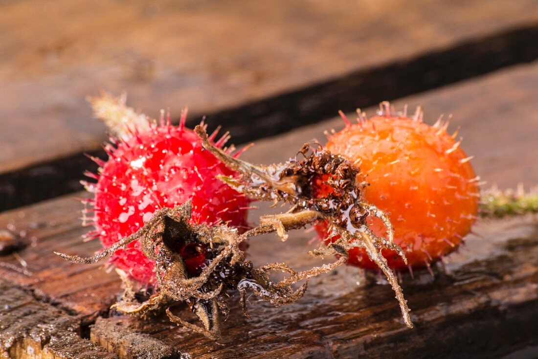 Two frozen rosehips on a wooden crate