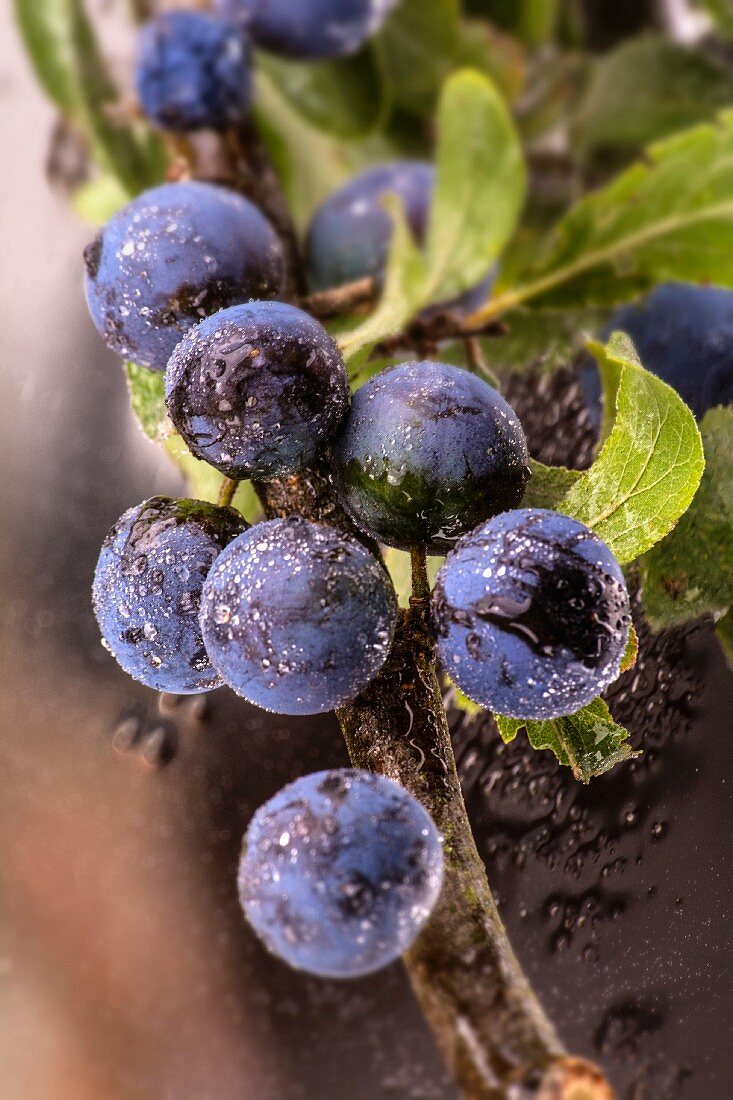 A sprig of sloes (close)