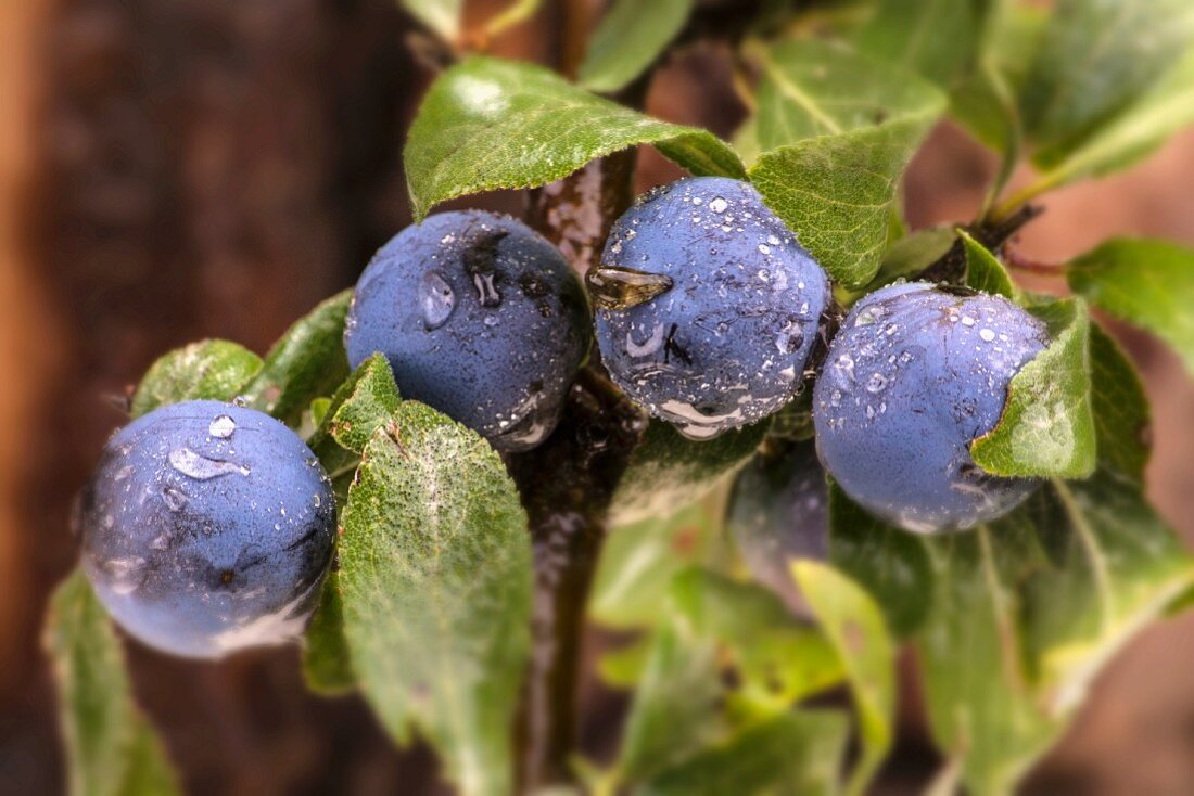 Sloes covered in dew (close-up)