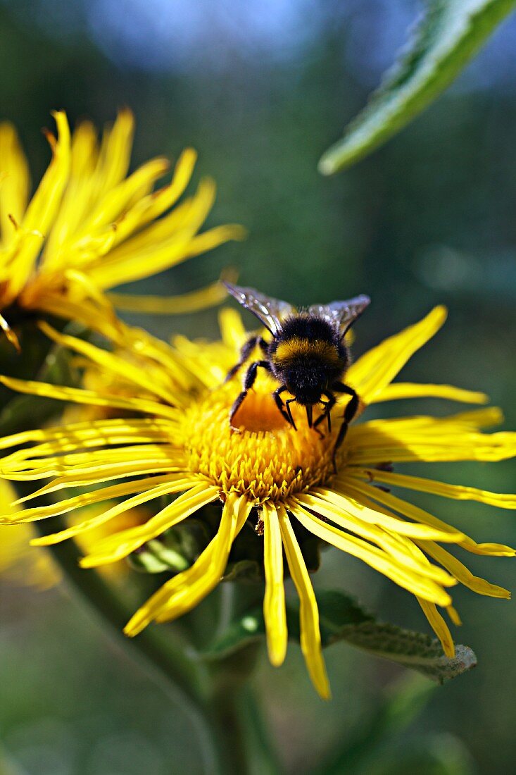 Biene auf Arnikablüte