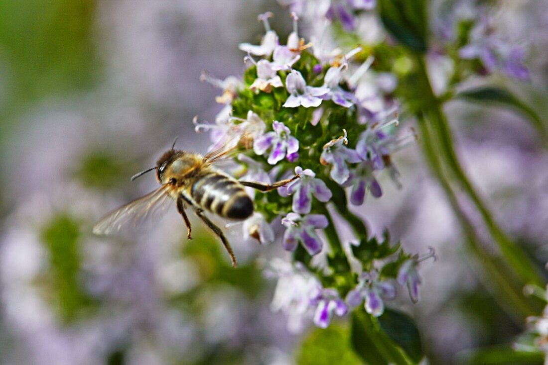 Biene im Flug zu Blüten