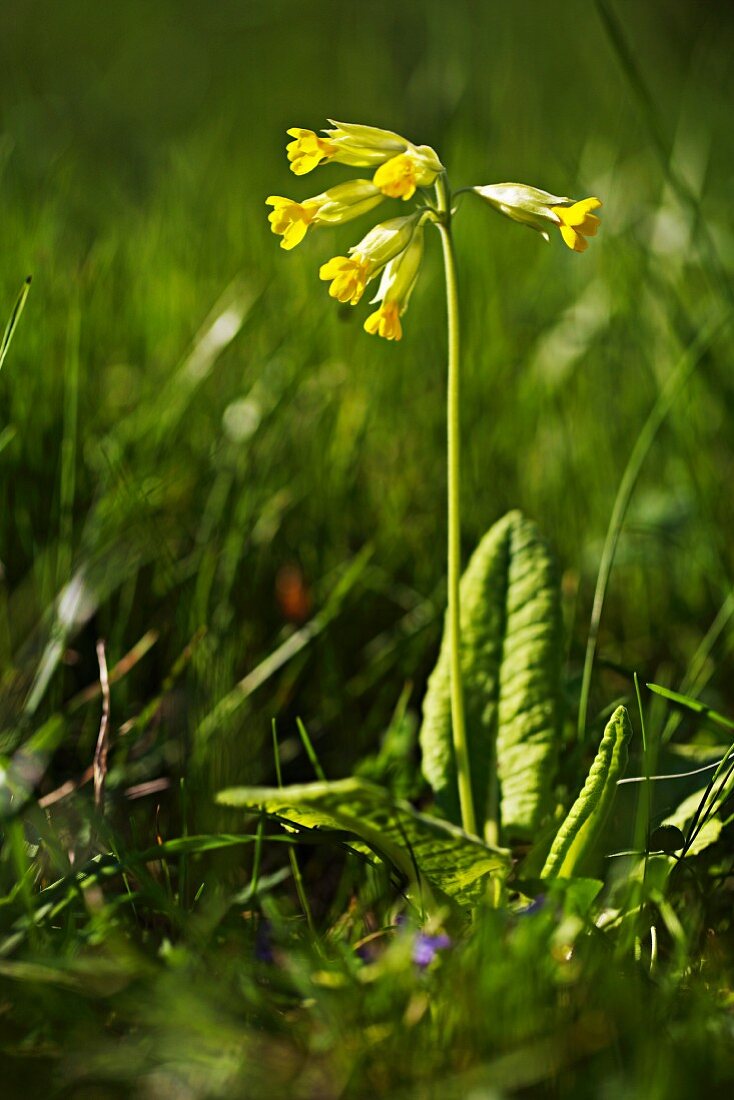 Cowslip (Primula veris)