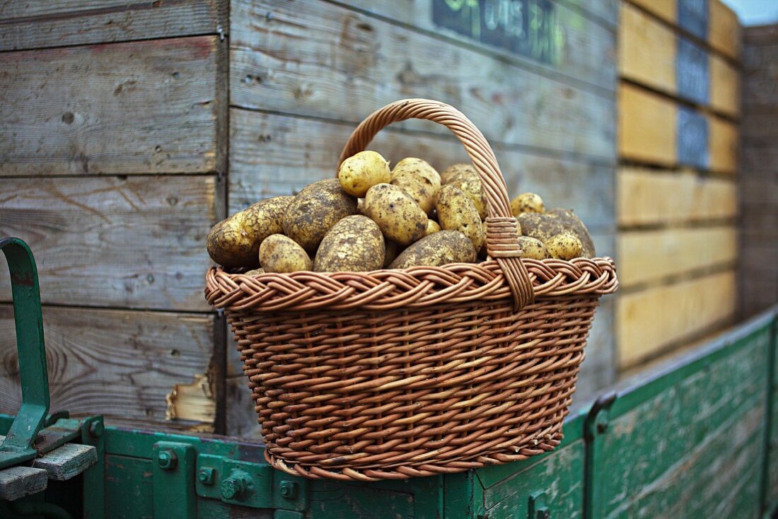 A basket of freshly harvested Ditta potatoes