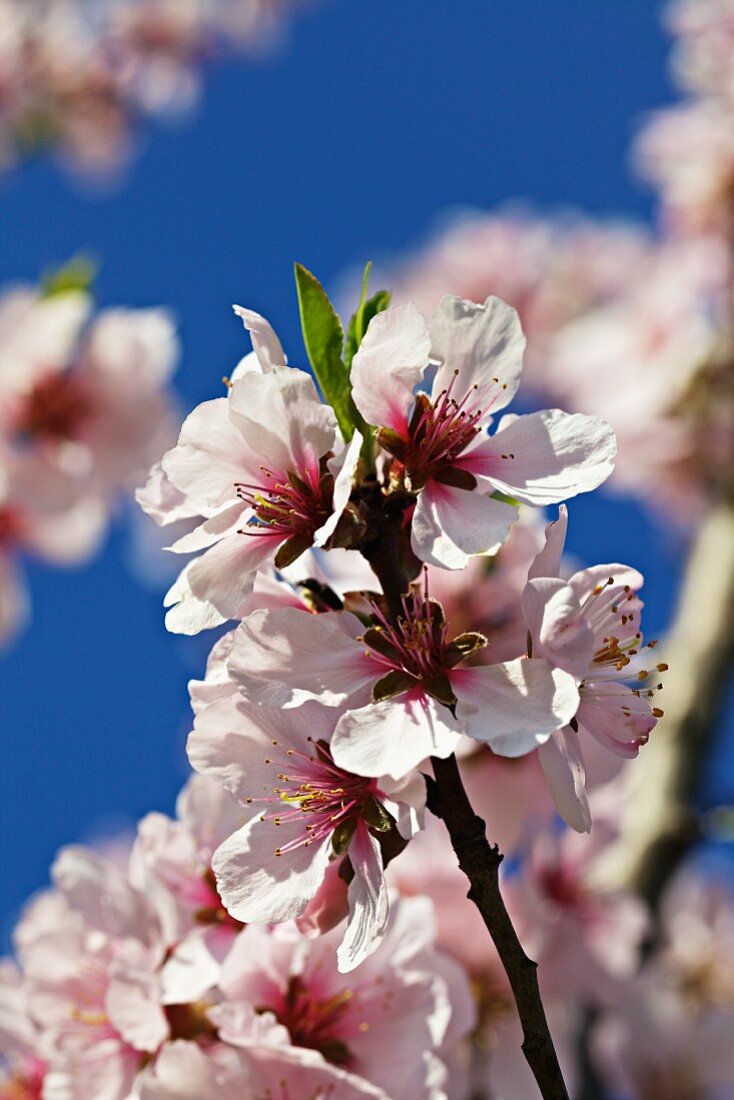 Pfirsichblüten am Baum (Close Up)