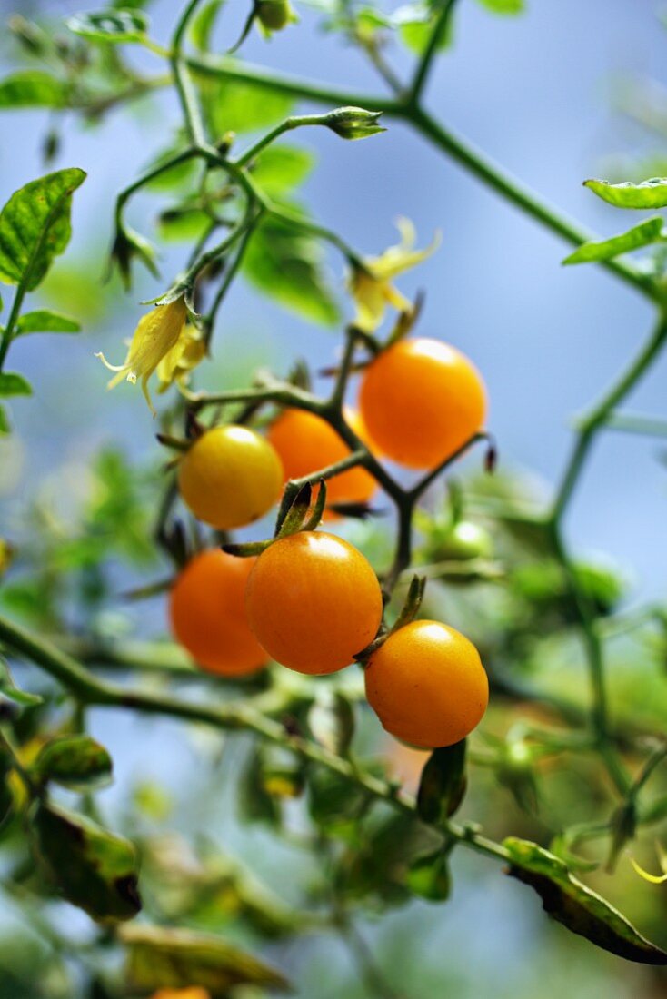 Yellow tomatoes on a plant