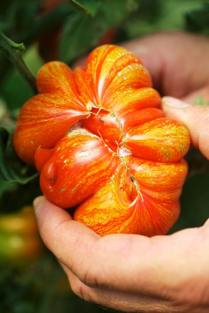 Hände halten Tomate der Sorte Feuerwerk