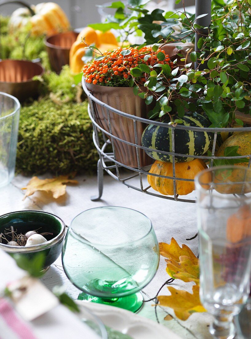 Autumnal arrangement of ornamental squashes, leaves, moss, coral bead plant and drinking glasses on table