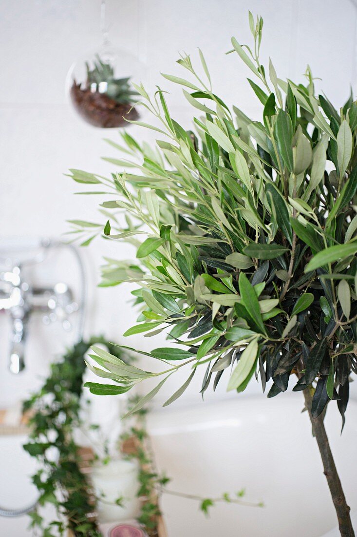 Small olive tree in bathroom, suspended globe planter and retro tap fittings in background