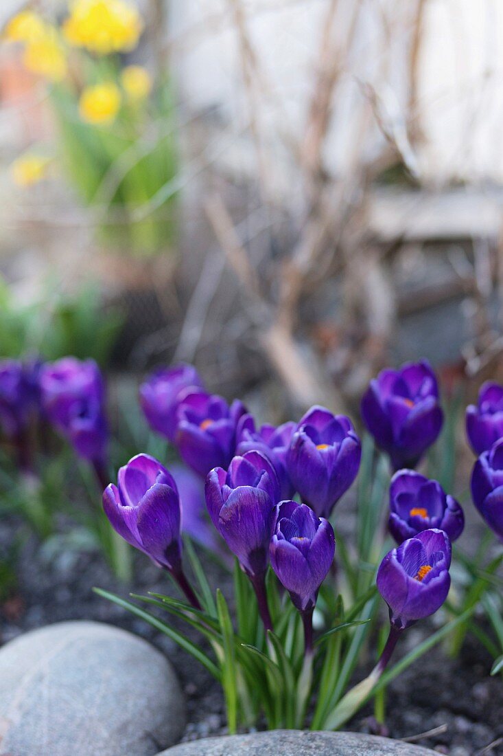 Blaue Krokusse hinter Kieselsteinen im Garten