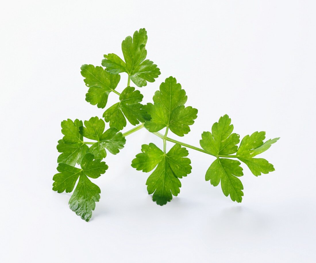 Fresh parsley