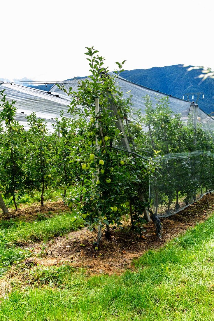 Apfelbäume auf Plantage in Tirol, mit Netzen abgedeckt