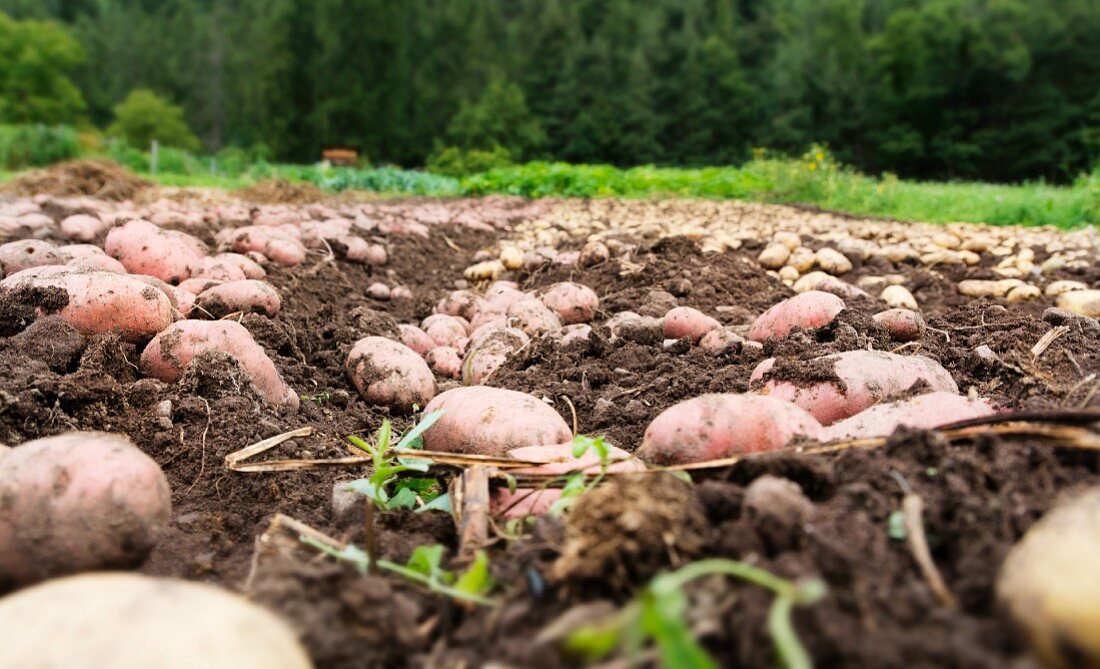 Potatoes lying in a field ready for harvesting