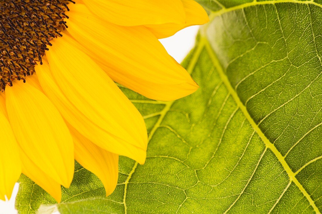 Blühende Sonnenblume, Segment der Blüte und eines Blattes