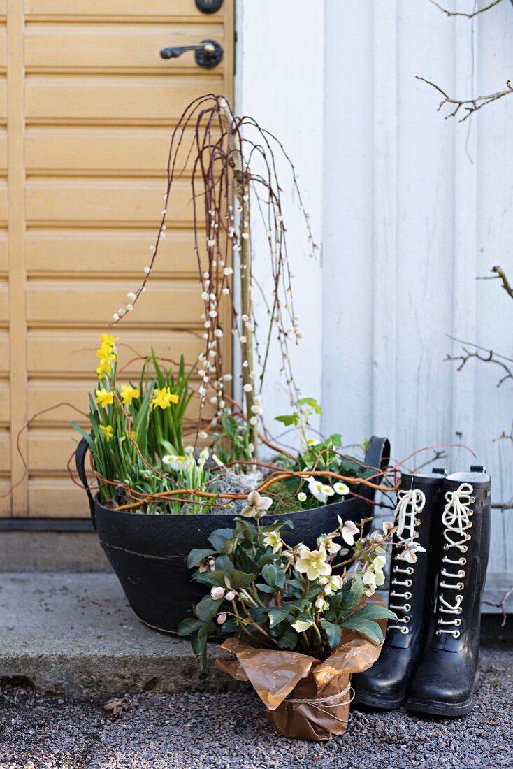 Frühlingsgesteck mit Weidenkätzchen und Narzissen in Henkelschale, davor Christrose und geschnürte Gummistiefel