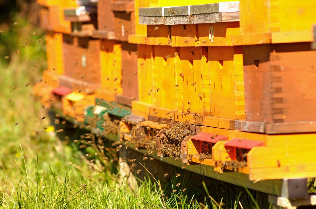 Beehives (Carinthia, Austria)