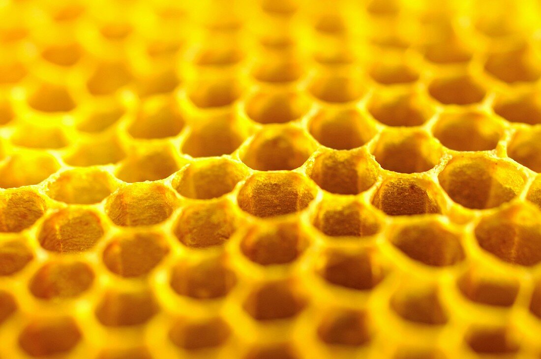 Bienenwabe mit Honig (Nahaufnahme)