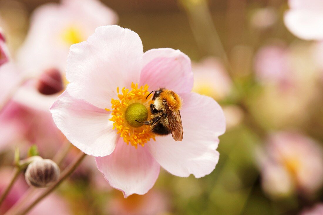 Hummel auf rosafarbener Anemonenblüte