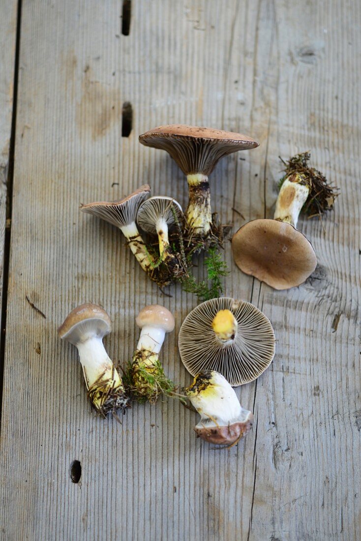 Slimy spike-cap mushrooms (Gomphidius glutinosus)