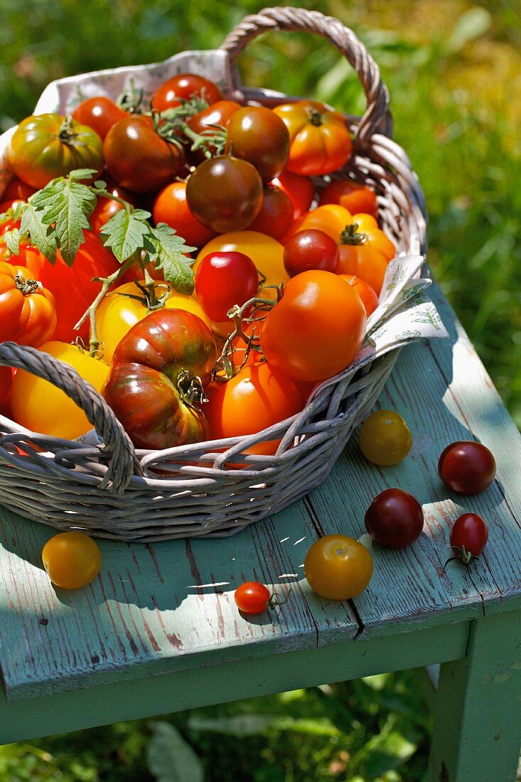 A basket of tomatoes