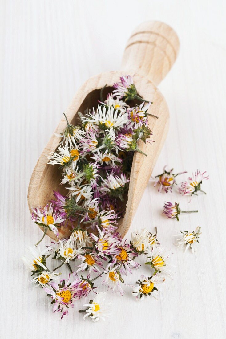 Dried daisies in a wooden scoop for making daisy tea