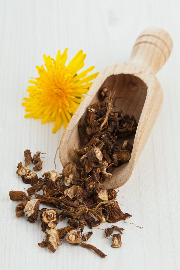 Dried dandelion root in a wooden scoop for dandelion tea