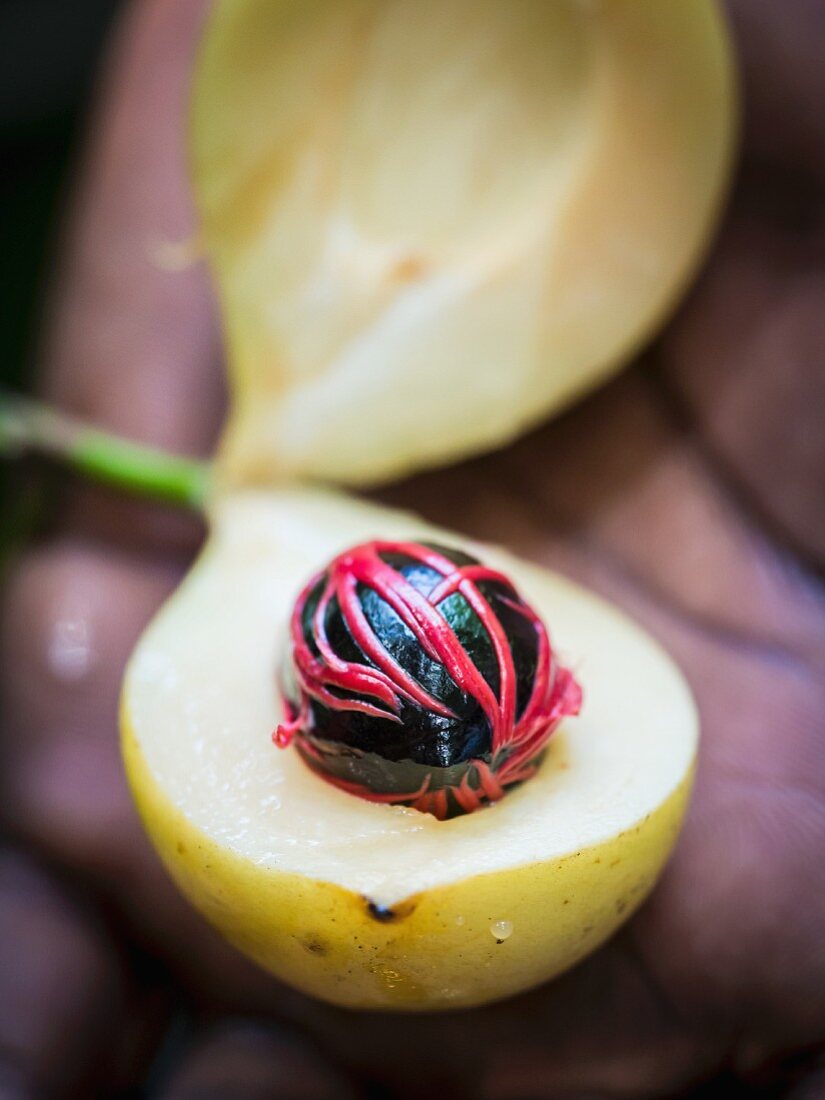 A man opening a nutmeg fruit