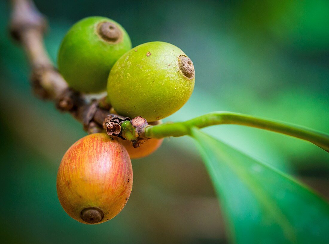 Zweig mit bunten Kaffeebohnen auf einer Plantage auf Sansibar