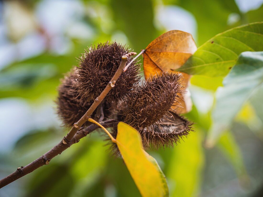 Achiote Früchte (Bixa Orellana) am Baum