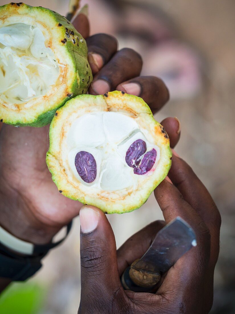 Person hält eine geöffnete Kakaofrucht (Zanzibar)