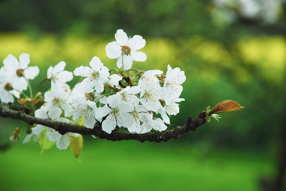 Cherry blossom on branch