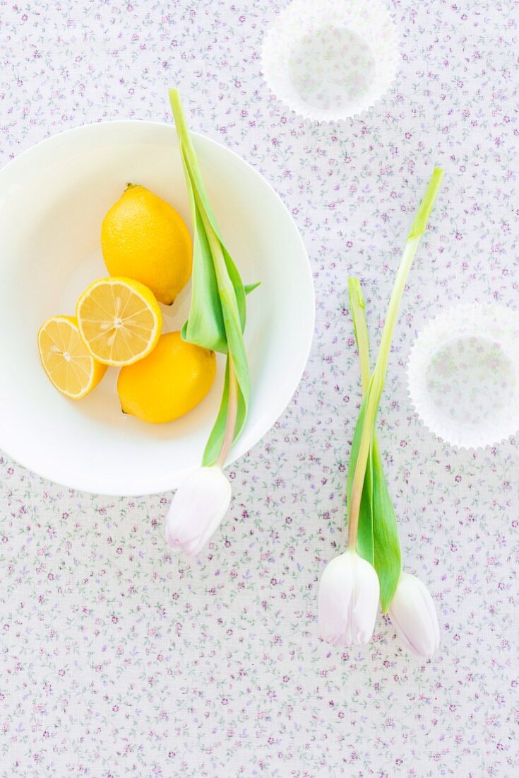 Meyer Zitronen - Kreuzung aus Zitrone und Orange, mit Tulpen